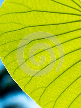 Pattern of The Half Elephant Climber Bright Leaf