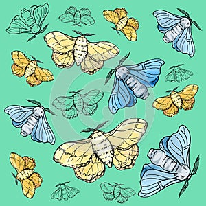 Pattern. Hand draw illustration butterfly silkworm. For textil, wedding, beautiful background. photo