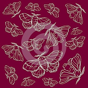 Pattern. Hand draw illustration butterfly silkworm. For textil, wedding, beautiful background. photo