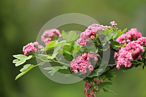 Pattern of Hawthorn flowers and copy space