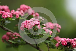 Pattern of Hawthorn flowers and copy space