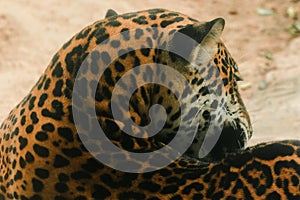 Pattern on Jaguar tiger skin