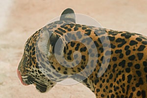 Pattern on Jaguar tiger skin