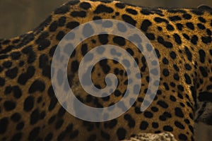 Pattern on Jaguar tiger skin