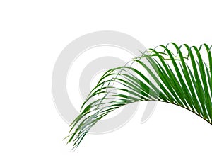 The pattern leaf of yellow palm or butterfly palm Dypsis lutescens isolated on white background.