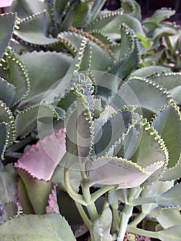 The pattern leaves of Kalanchoe Pinnata Plant. it is a many benefits herb.