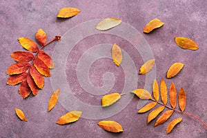 Pattern of leaves of mountain ash on a purple grunge background. Top view, flat lay, copy of space.