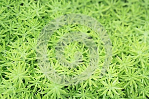 Pattern from leaves and twigs of sedum. Natural vegetative texture