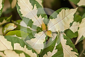 The pattern of the leaves are white, alternating green.