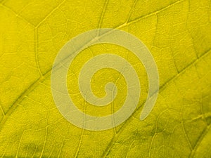 Pattern on The Lecttuce Tree