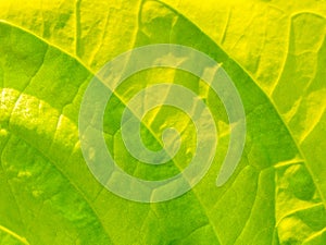 Pattern on The Lecttuce Tree