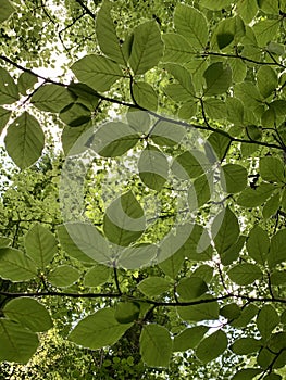 Tree with green eaves