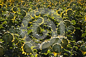 Landscape view of a sunflower field