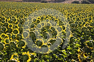 Landscape view of a sunflower field