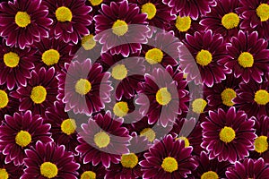 Pattern of lilac chrysanthemum flowers for background and print