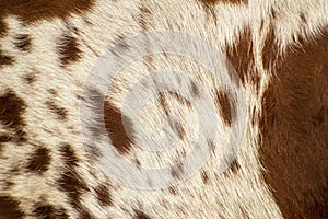 Pattern of a Longhorn bull cowhide