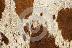 Pattern of a Longhorn bull cowhide