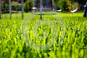 Pattern of a lush grass in the garden