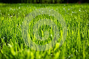 Pattern of a lush grass in the garden