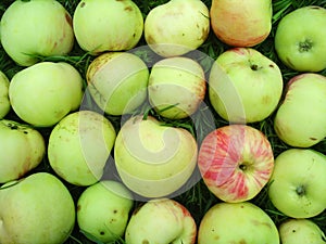 Pattern made of apples (grushovka)