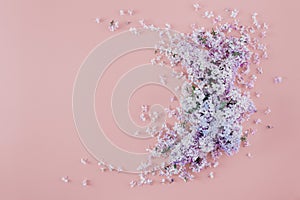Pattern made lilac pink background border Minimal floral flat la