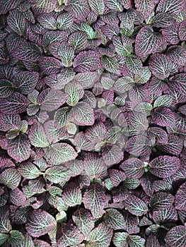 Pattern Made by Nerve Plant or Mosaic Plant