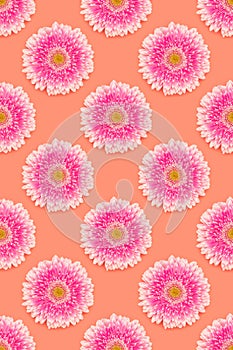 Pattern made of pink gerbera flowers.