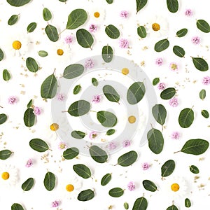 Pattern made of tiny pink flowers, chamomille flowers, seeds
