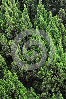 Pattern from many cypress trees