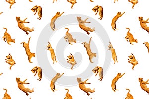 Pattern of many ginger flying jumping, dance funny cats isolated on a white background, set collage