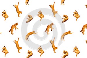 Pattern of many ginger flying jumping, dance funny cats isolated on a white background, set collage