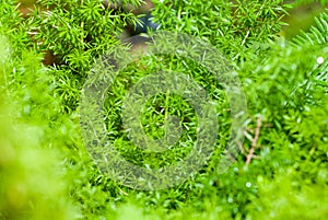 Stone background pattern into the natural system.