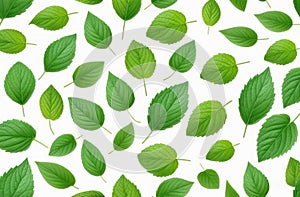 pattern of mint, Melissa fresh leaves falling in the air, isolated on white background