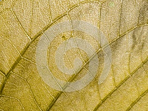 Pattern of Moonlight Tree Leaf