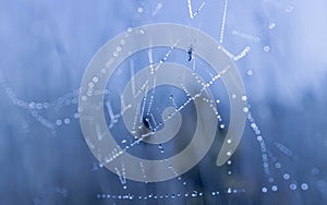 Pattern of morning dew on spider web in blue light. Cobweb mesh texture