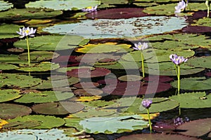 Multi-colored lily pads on surface of water with flowers