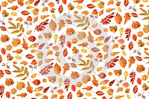 Pattern of natural orange autumn leaves on a white background, as a backdrop or texture. Fall wallpaper for your design. Top view