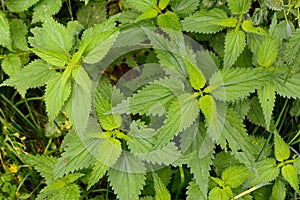 Pattern of nettles