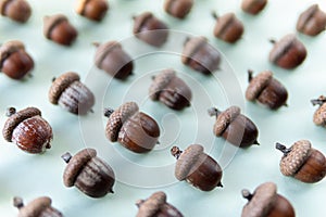 Pattern of oak tree acorns on light green background