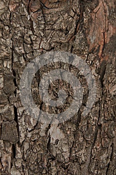 Pattern of the old wood peanut tree bark