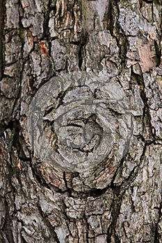 Pattern of the old wood peanut tree bark