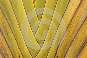 Pattern of ornamental banana