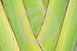 Pattern of ornamental banana branch