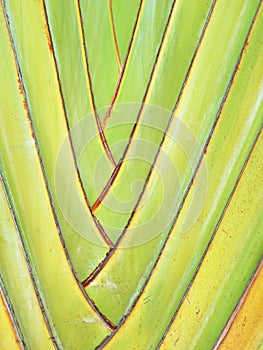 Pattern of ornamental banana