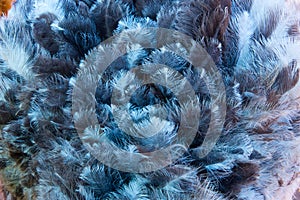 Pattern of ostrich plumage