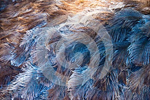 Pattern of ostrich plumage