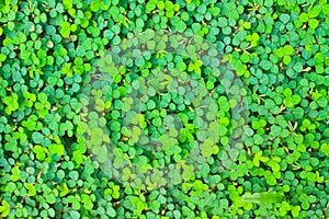 Pattern Oxalis acetosella background nature