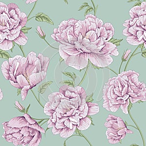 Pattern peony flower illustration