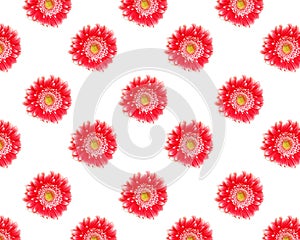 Pattern with pink gerber flowers