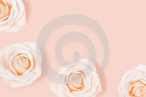 Pattern from pink white rose flowers pastel colored. Natural holiday or spring background. Minimal monochrome card.